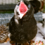 crowscreech