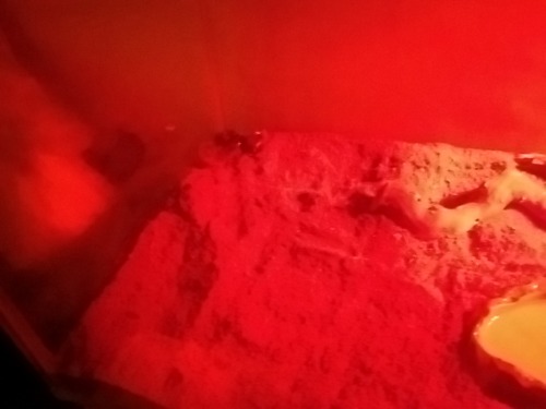 vivivihrea:  just finished cleaning lucifer’s tank! hes all happy now that he has proper substrate, and he’s just chilling in the corner right now. vuv