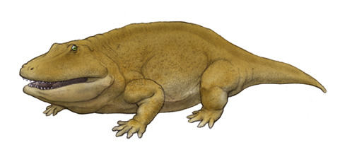 raygathex:Eryops was an Early Permian Temnospondyl, a large species of tetrapod amphibian, who preye