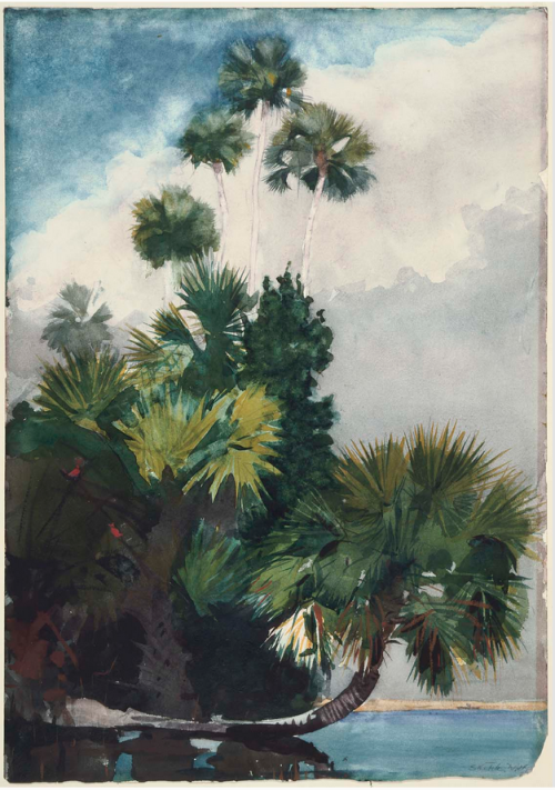 Winslow Homer, Palm Trees, Florida 1904Watercolor over graphitevia: MFA Boston