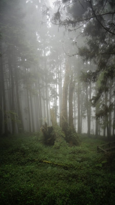 thicor:  nature / foggy