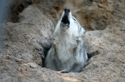agameofwolves:  Wolf howling from a den it dug to keep cool. Source.