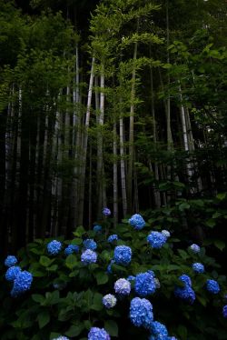 bonitavista:Japanphoto via kerry