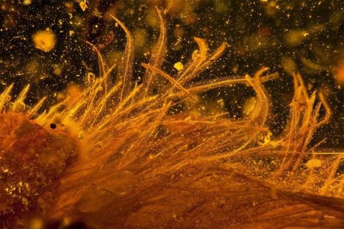 bobbycaputo:The First Dinosaur Tail Discovered Is Preserved In Amber, 99 Million Years Old And Cover