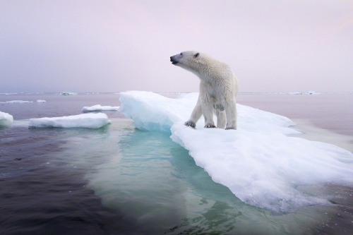 Komodo dragon vs polar bear