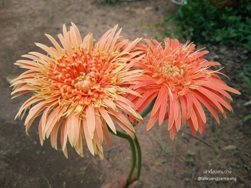 #ส้มพื้้นบ้าน #เยอบีร่า #gerbera #thaigerbera #colourful #flowers #botany #botanicalgarden #samkok #