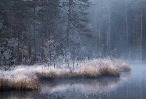 thereflectingthicket - Millennium Journey