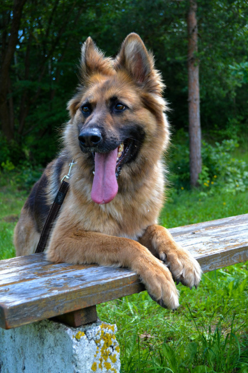 german sheperd dog