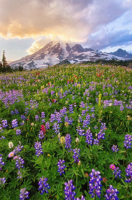 morayelephant:  &lsquo;Rainier Magic!&rsquo; by Saravana R via 500px