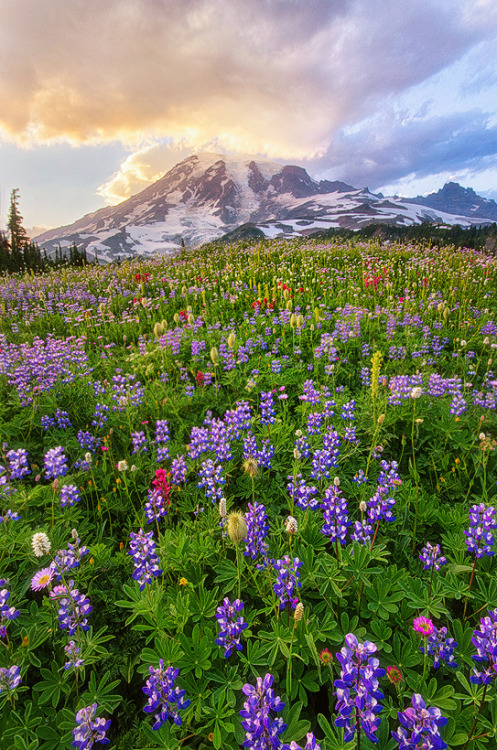 morayelephant:  ‘Rainier Magic!’ by Saravana R via 500px