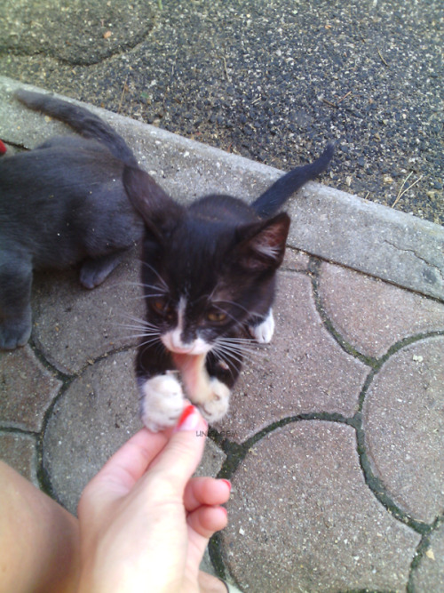 unicagem:Kittens and a super cute pregnant cat! ;u; 