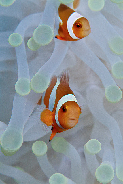 thelovelyseas:  Anemonefish pair by Jaw’s Dad on Flickr. 