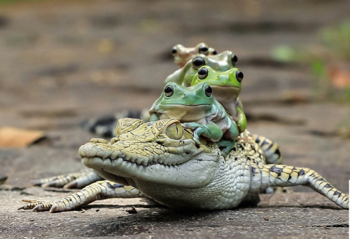 snailsnack:Yes..very good..five froggies just sittin on an alligator..