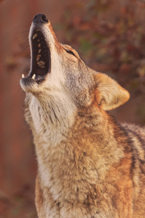 fuckyeahcoyotes:by Cruzin Canines Photography