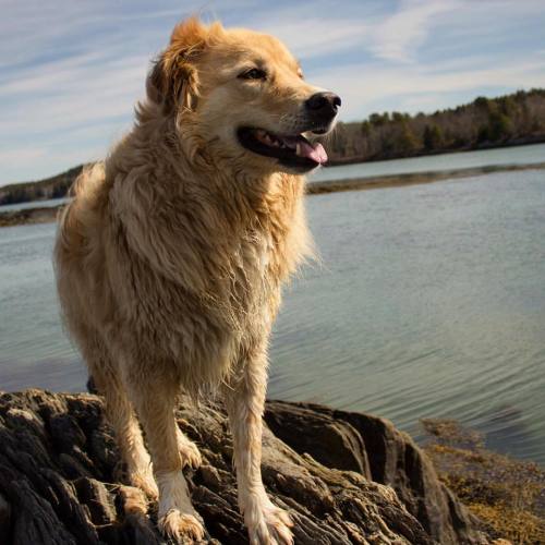 Pretty boy. (at Bowdoin Coastal Studies Center)