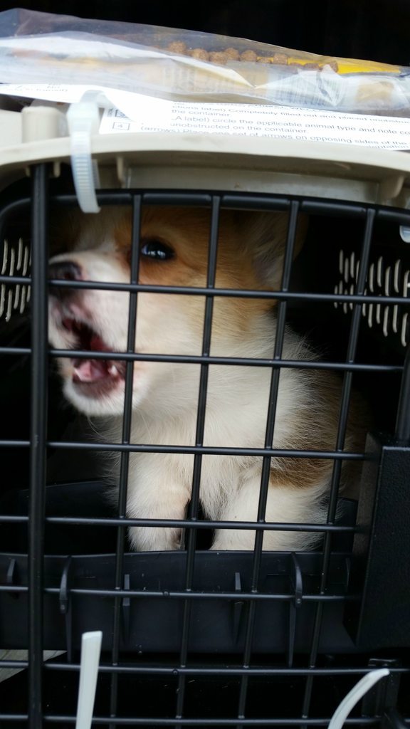 corgi-addict:  I work at the airport in OKC, and puppy breeding/shipping is big business.