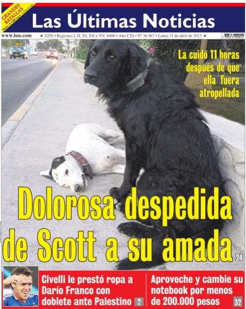 conciencia-animal:  Lunes 15 de abril de 2013.  Perro cuidó durante más de 11 horas a su compañera muerta “Dolorosa despedida de Scott a su amada. Sobrecogedora escena en el sector de la Rotonda Azapa, de Arica, entre un perro que cuidó a una hembra