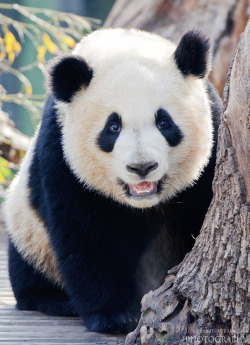 earthandanimals:   Panda by Luis de la Fuente Sánchez     