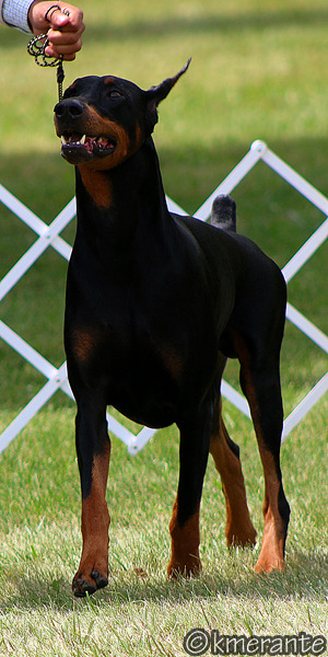 pokeywhippets: Doberman Pinscher AKC dog show, August 2017