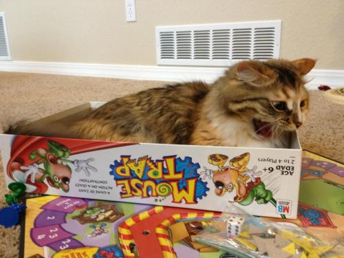 catsamazing:this game is obviously broken.