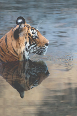 wiikstyle:  Tigre…