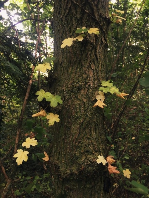 inkgia: Today sucked but the woods always calms me down