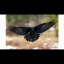waysoftheblackbird
