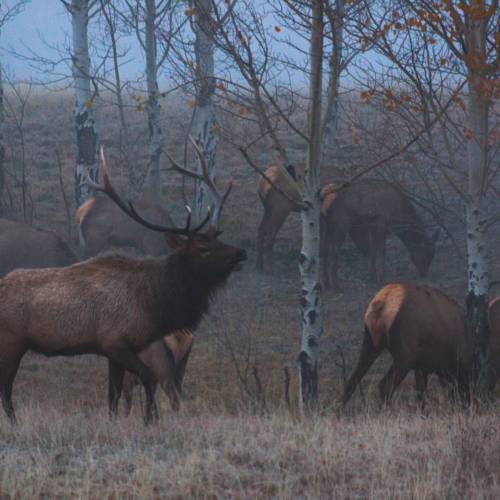 Over 40 elk less than a mile from our hostel. #grandtetonnationalpark #elk #adventureisoutthere #al