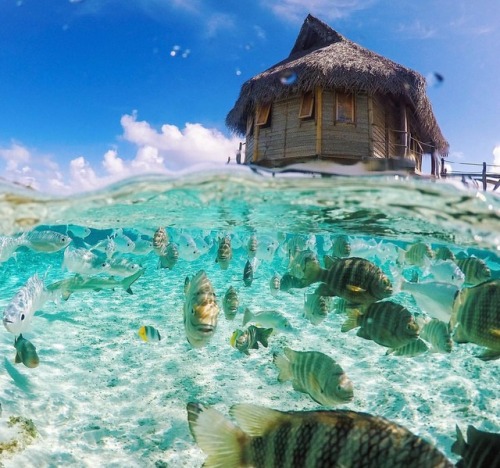 Ever wonder what lives beneath those pretty over water bungalows?(at Tikehau Pearl Beach Resort)