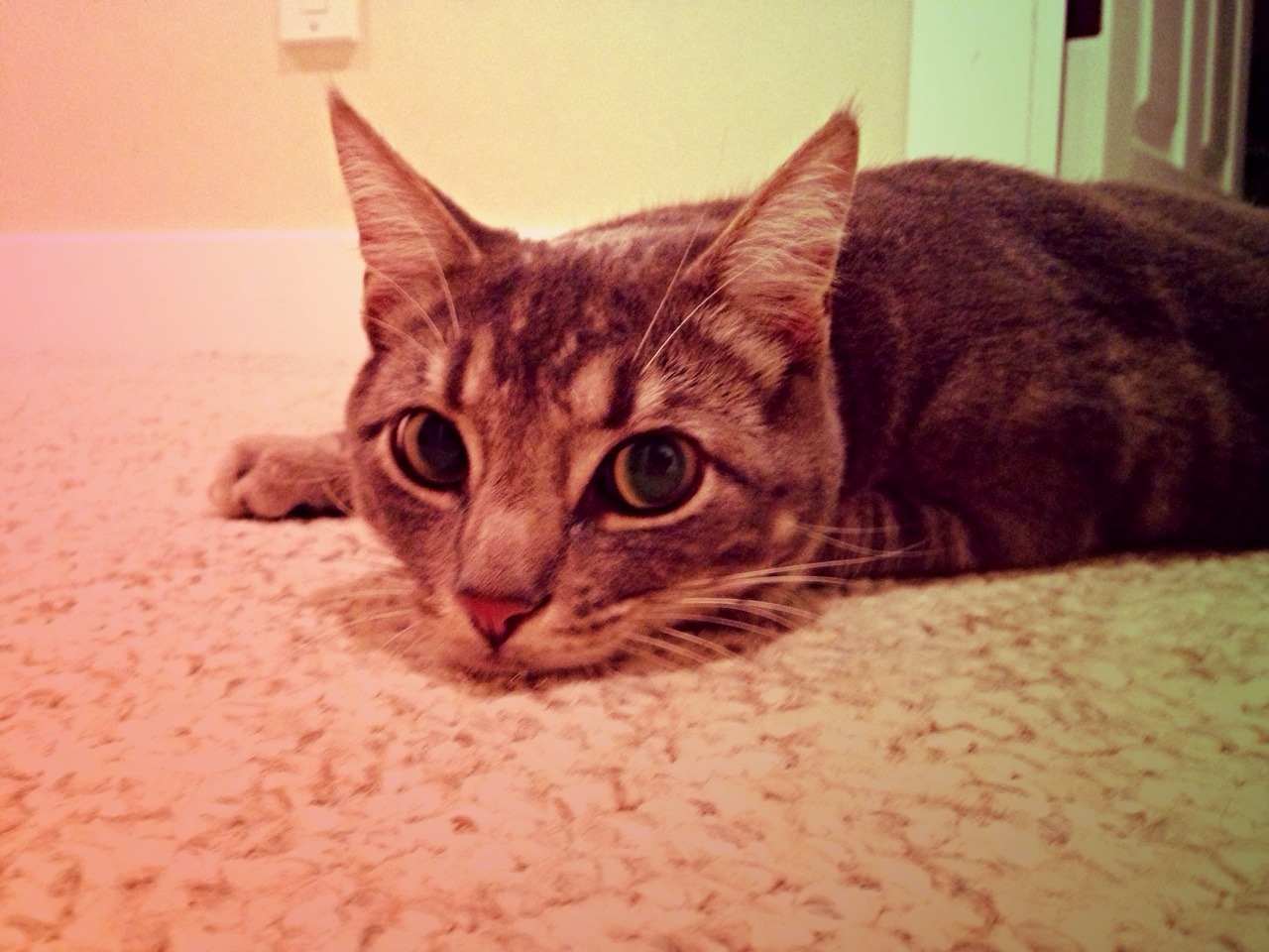 hopeless37:  My little hairy baby 🐱💕 