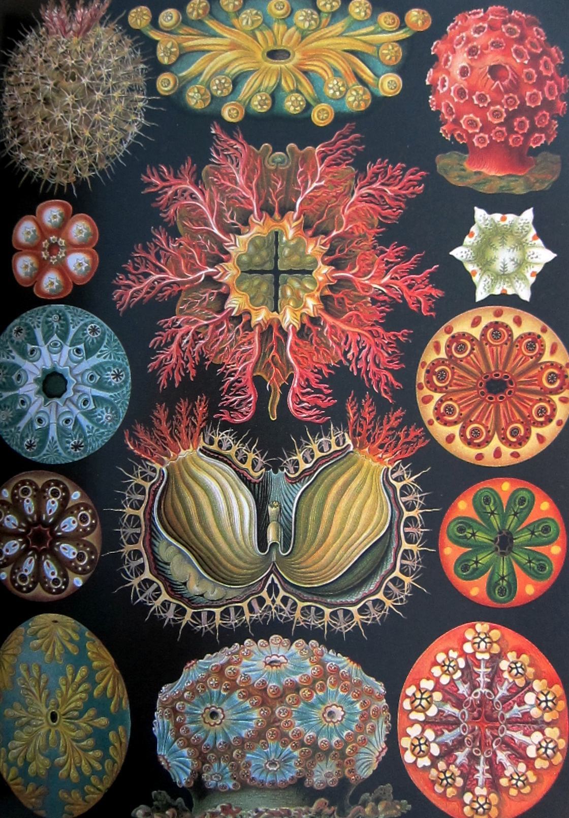 jtotheizzoe:  winkbooks:  Art Forms in Nature – Eye-popping art prints from an