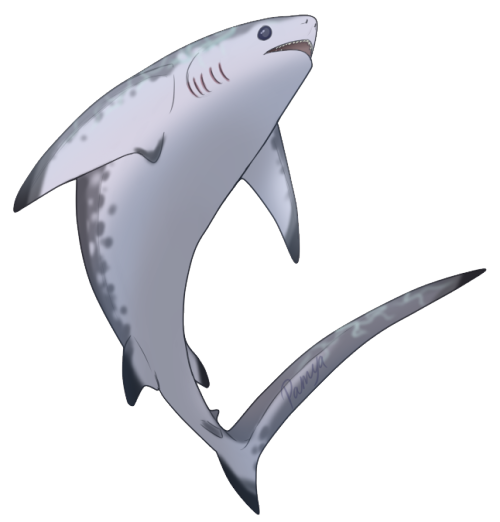 sharkweeksketchjam:  Wednesday’s shark, The Common Thresher