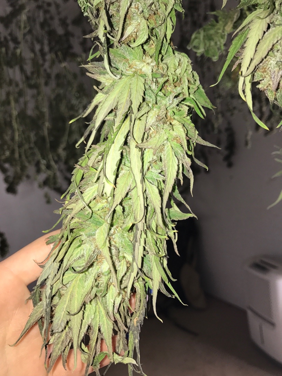 indicasprincess:  My grow / trim season mood board 💚💛