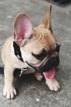 envyavenue:  French Bulldog