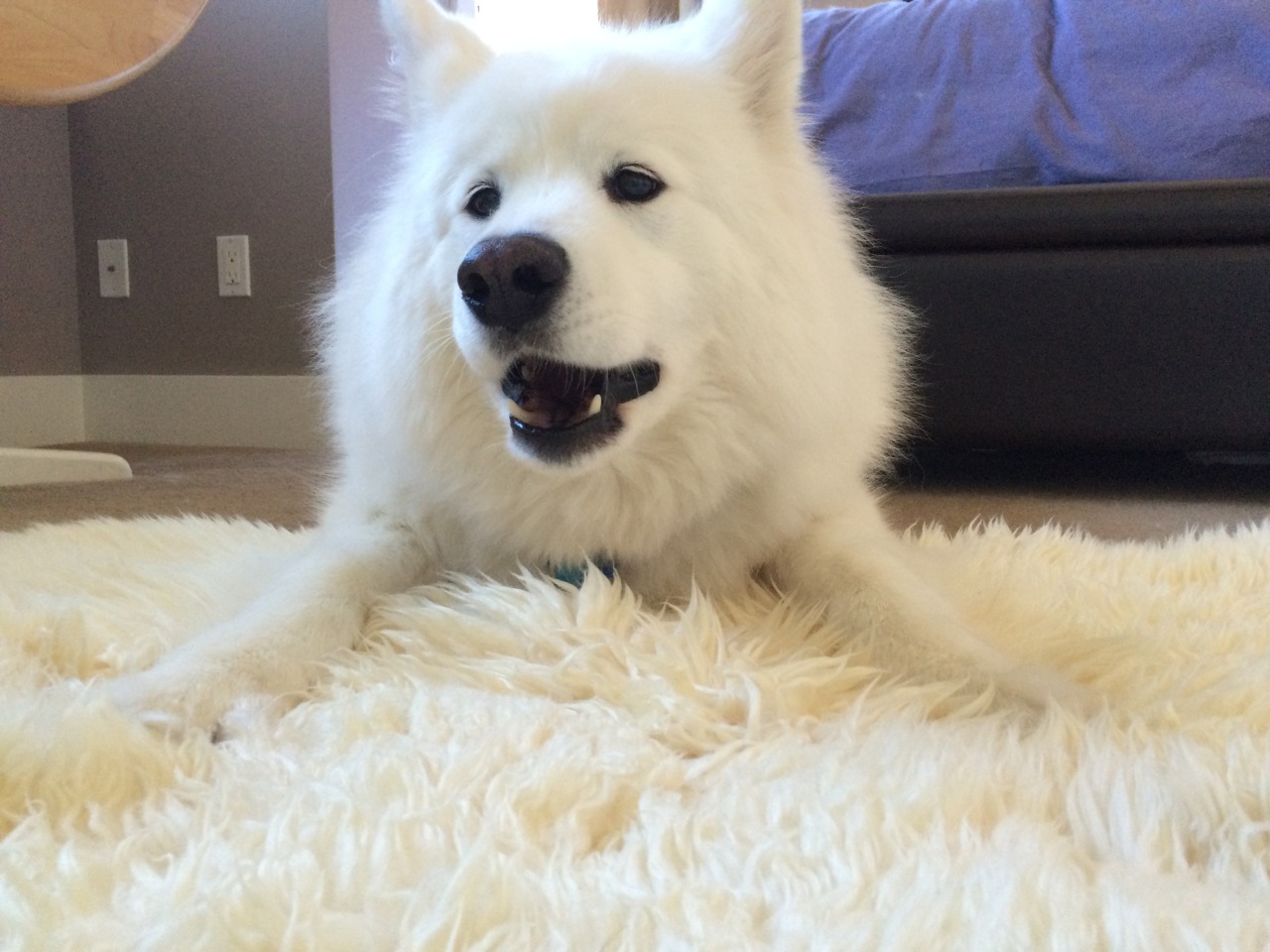 picklesandwine:  skookumthesamoyed:Skookum is very excited about this rug!  SKOOKUM