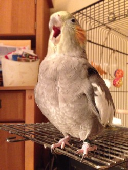 keukaswill:  I AM COCKATIEL, HEAR ME ROAR! 