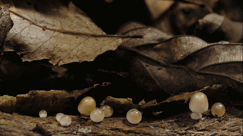 jedavu: Gifs Show How Mushrooms Grow Mushrooms are fast-growing organisms that quickly pop up after the rain. These mesmerizing time-lapse gifs record the mushroom buds bursting through the soil and elegantly expanding their caps.  