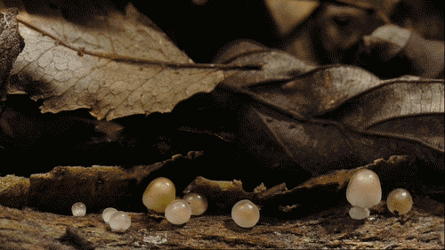 kingkongkockykumming:  mawusifitnesstraining:  MUSHROOMS. These fruity bodies of