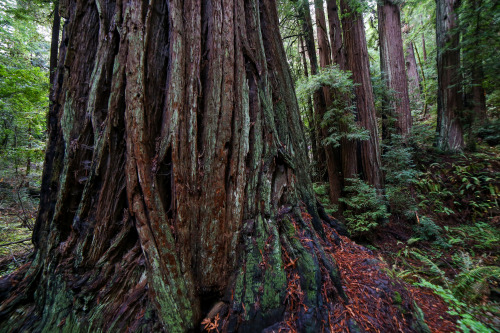 XXX steepravine: Majestic Old Growth Redwood photo