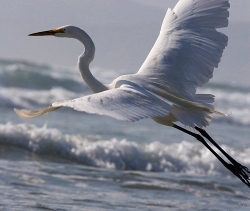 lovebeautyawonderfulworld:Majestic Egret