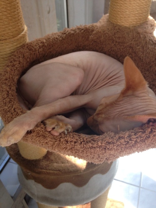 hairless cat