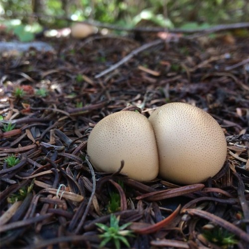 Happy Sunday! Enjoy this Puffball duo that looks like a tiny butt!! Hope you’re getting out on the w
