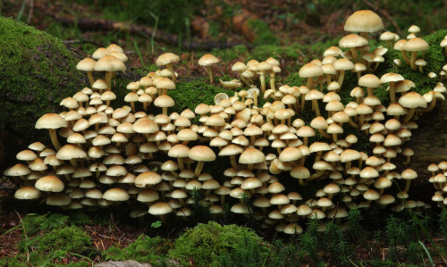 Lots of sulphur tufts - Hypholoma fasculare.