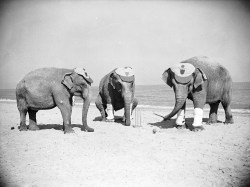 Reg Speller - Three Powers elephants astound the holidaymakers at Skegness with a very professional game of cricket, 1936.