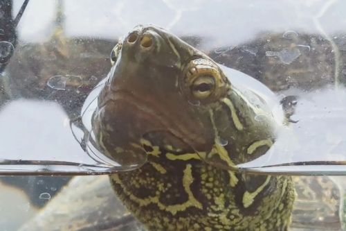 今日は、トーたんの水槽をお掃除✨ リビングのお散歩もたっぷり堪能して、お風呂プールでも遊びました。 綺麗になった水槽に戻したら、グーポーズ見せてくれましたよ☺ #トーたん #草亀 #臭亀 #くさがめ 