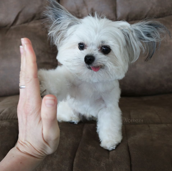 nikk-elli:  catsbeaversandducks:  This guy gives the coolest high-fives EVER. Photos