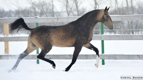 rotifers: nageki: &ldquo;A good horse is of no particular color&rdquo; (x) That horse look