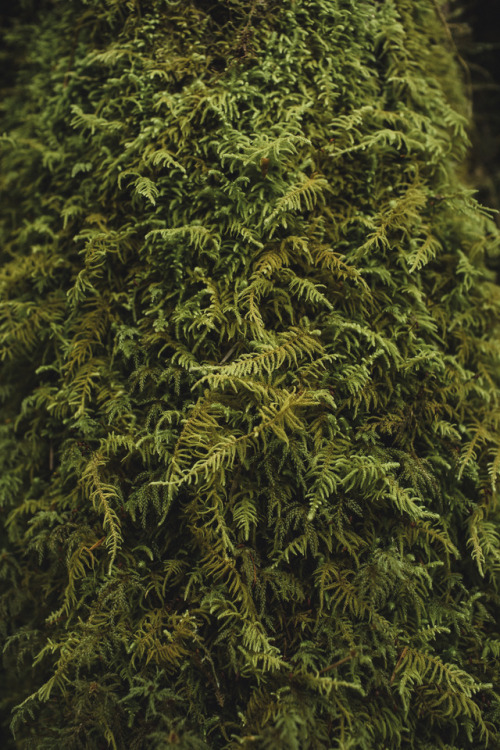 stephaniedolen:forest moss, olympic national park