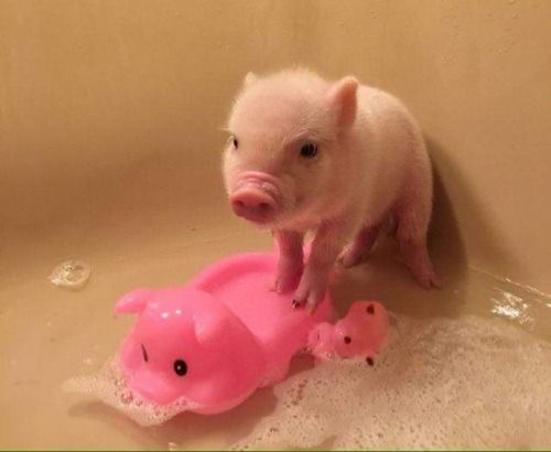 thesassypigs:Cutest baby pig