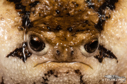 toadschooled:Photographer Tyrone Ping captured these wonderful shots of a Rose’s rain frog [Brevicep